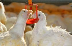 Pollos de engorde: creciendo en licores caseros, anhelo