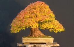 Árbol bonsái: cómo crecer, cómo crecer, cómo crecer, estilo chino, cómo plantar, qué simboliza